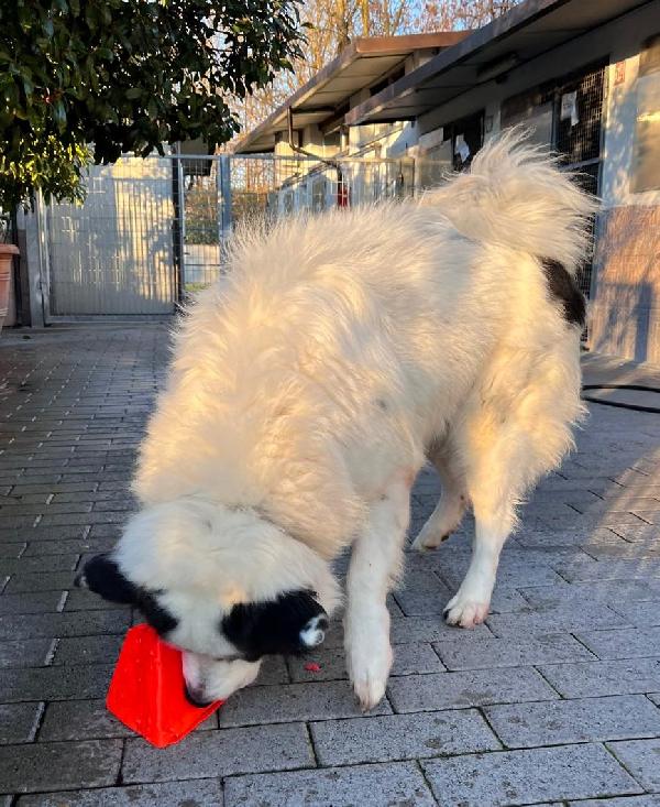 SIMBA MAREMMANO Foto 2